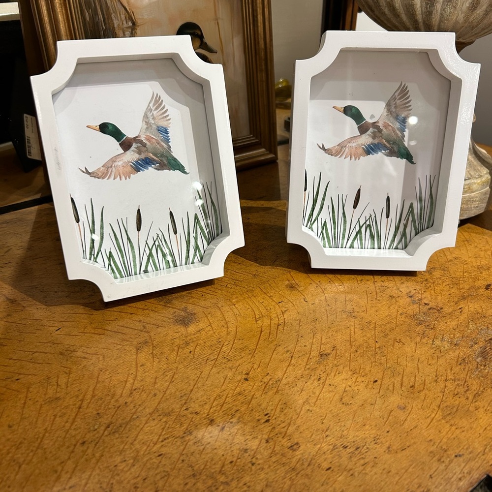 Mallard Duck Framed Print